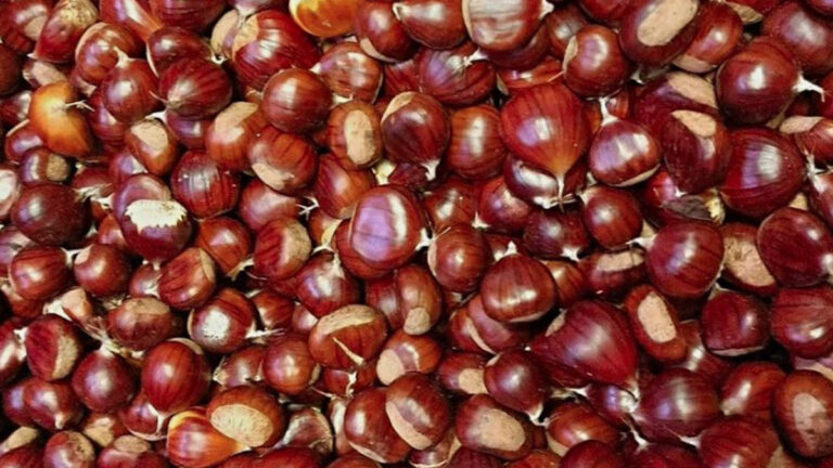 Il Week end dedicato alle castagne Cave è la più partecipata